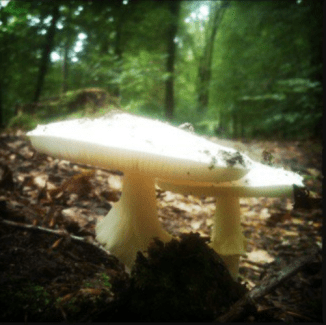 prachtige paddestoelen in het bos 