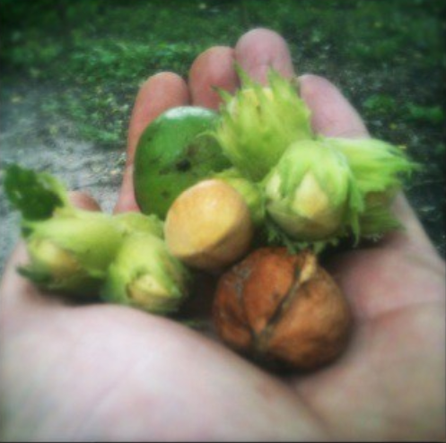 chef-kok noten uit het bos